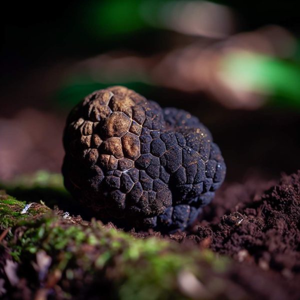 Truffe noire: guide complet sur l&rsquo;authenticité et recettes gourmandes